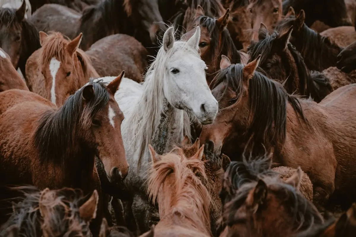 Free Horse Racing Picks: Review, Safety, Bonuses, and What Players Should Know